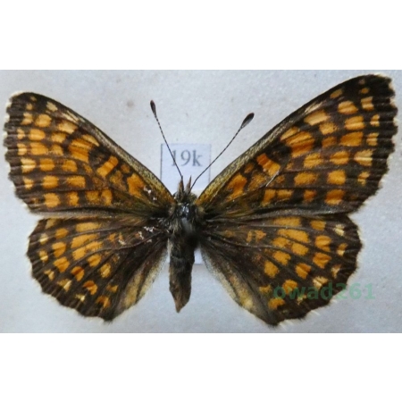 Melitaea athalia (Rottemburg, 1775) pair Przeplatka atalia Czech19k